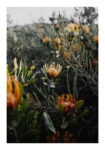 Poster RUSTIC FARMHOUSE WILD FLOWERS