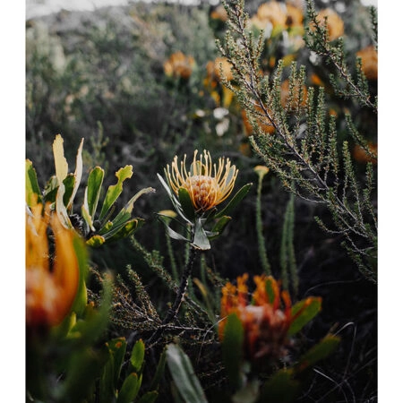 Poster RUSTIC FARMHOUSE WILD FLOWERS -  Sticky 2