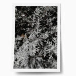 Poster RUSTIC FARMHOUSE WINTER LEAVES