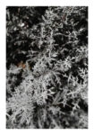 Poster RUSTIC FARMHOUSE WINTER LEAVES