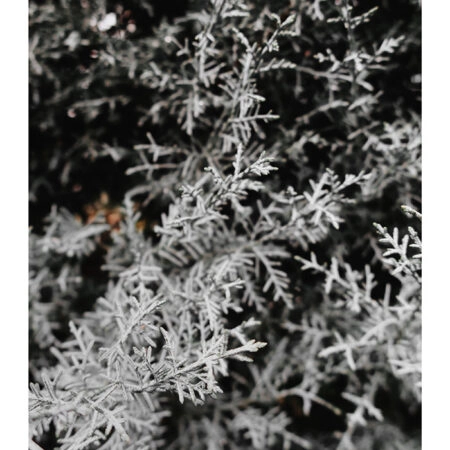 Poster RUSTIC FARMHOUSE WINTER LEAVES -  Sticky 2