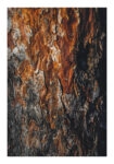 Poster RUSTIC FARMHOUSE WOOD TEXTURE 3