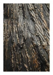 Poster RUSTIC FARMHOUSE WOOD TEXTURE 7