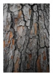 Poster RUSTIC FARMHOUSE WOOD TEXTURE 8