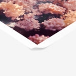 Poster VINTAGE PASTEL COARL REEF 2
