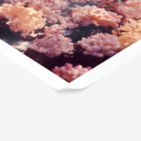Poster VINTAGE PASTEL COARL REEF 2 - Vintage Posters Sticky 1