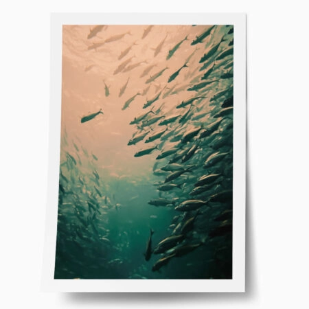 Poster VINTAGE PASTEL FISH - Vintage Posters