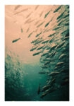 Poster VINTAGE PASTEL FISH