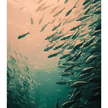 Poster VINTAGE PASTEL FISH - Vintage Posters Sticky 2