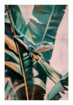 Poster VINTAGE PASTEL LIZARD