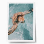 Poster VINTAGE PASTEL SEA TURTLE 3