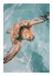 Poster VINTAGE PASTEL SEA TURTLE 3