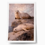 Poster VINTAGE PASTEL SEALS