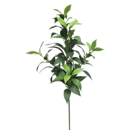 ΚΛΑΔΙ ΔΑΦΝΗΣ ΠΡΑΣΙΝΟ Y73cm. 24/288KIB - Κασπω