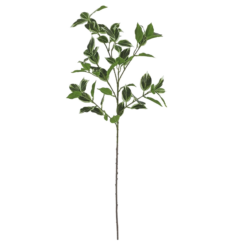 ΚΛΑΔΙ ΦΙΚΟΣ ΜΠΕΝΖΑΜΙΝ ΠΡΑΣΙΝΟ 2ΧΡΩΜΟ - Υ80cm 60/360ΚΙΒ