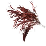 ΑΠΟΞΗΡΑΜΕΝΑ ΚΛΑΔΙΑ ΜΠΟΡΝΤΩ ΕΥΚΑΛΥΠΤΟΣ ΙΤΙΑ-ΜΕΝΤΑ ΜΑΤΣΟ 100g - Υ65 cm 50/ΚΙΒ