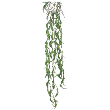ΡΙΖΑ ΚΡΕΜΑΣΤΗ ΧΑΠΕΡΖΙΑ ΛΑΧΑΝΙ - Υ136cm 36/144ΚΙΒ - Κασπω
