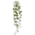 ΡΙΖΑ ΚΡΕΜΑΣΤΗ ΜΟΝΣΤΕΡΑ ΚΑΦΕ/ΠΡΑΣΙΝΟ - Y125cm 36/144ΚΙΒ