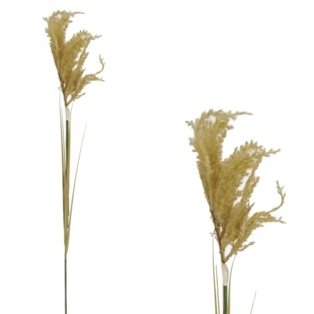 ΚΛΑΔΙ ΠΑΜΠΑΣ ΚΟΝΤΟ ΚΑΦΕ - Y110cm 125/500KIB - Κασπω