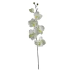 ΚΛΑΔΙ ΟΡΧΙΔΕΑ ΣΑΜΠΑΝΙ Y72cm. 36/432ΚΙΒ