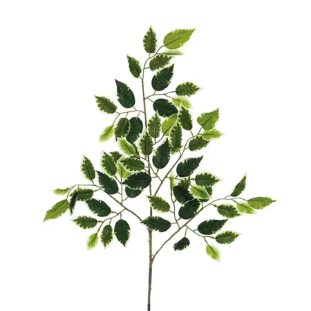 ΚΛΑΔΙ ΔΙΧΡΩΜΟ ΜΠΕΝΖΑΜΙΝ Υ65cm 48/480ΚΙΒ - Κασπω