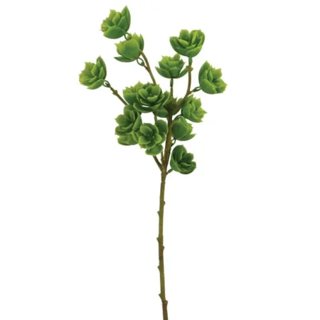 ΚΛΑΔΙ ΠΡΑΣΙΝΟ ΠΑΧΥΦΥΤΟ Y53cm 60/240KIB - Κασπω