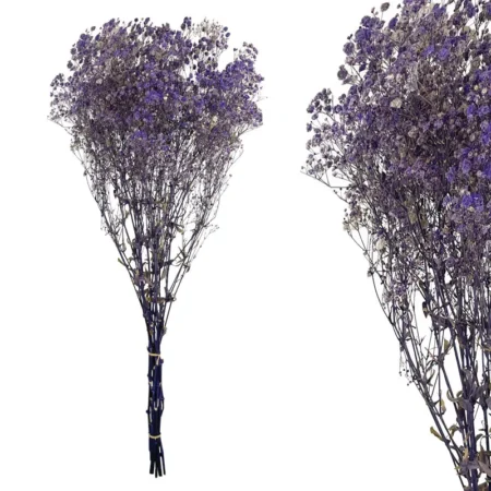 ΚΛΑΔΙ ΛΙΛΑ ΓΥΨΟΦΥΛΛΗ ΑΠΟΞΗΡΑΜΕΝΟ  6~10 ΤΜΧ/ΜΑΤΣΟ Υ70~80cm, 30~40cm ΤΟ ΑΝΘΟΣ- 120/ΚΙΒ - Κασπω