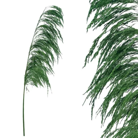 ΚΛΑΔΙ ΠΡΑΣΙΝΟ ΠΑΜΠΑΣ ΑΠΟΞΗΡΑΜΕΝΟ 1TMX Υ145~150cm,70~88cm ΤΟ ΑΝΘΟΣ-250/ΚΙΒ - Κασπω