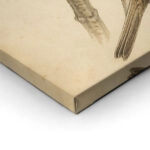 Πίνακας σε Καμβά VINTAGE DARK ACADEMIA BIRD 12
