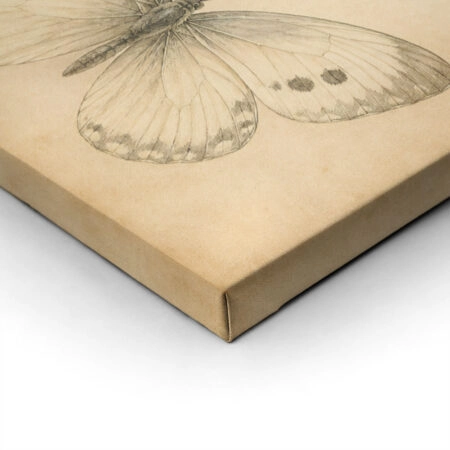 Πίνακας σε Καμβά VINTAGE DARK ACADEMIA BUTTERFLIES 2 -  Sticky 1