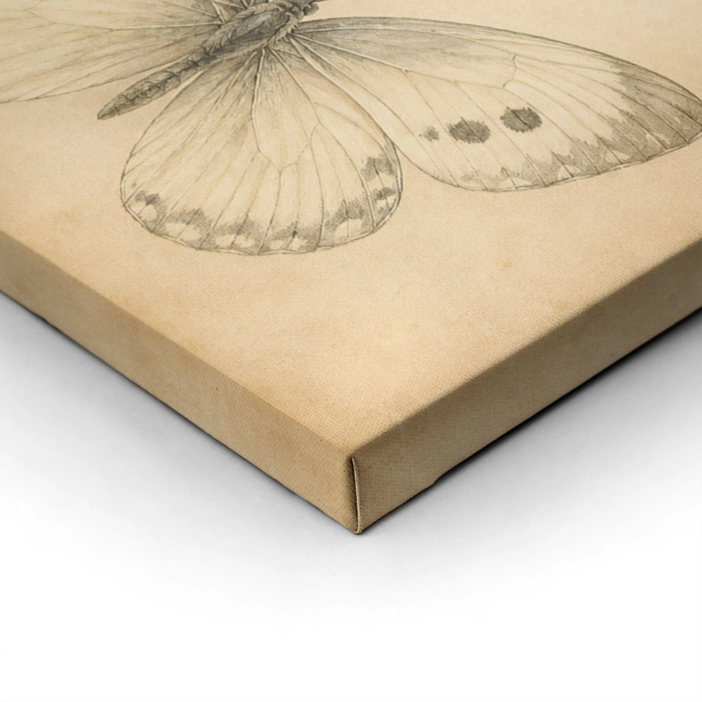 Πίνακας σε Καμβά VINTAGE DARK ACADEMIA BUTTERFLIES 2