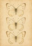 Πίνακας σε Καμβά VINTAGE DARK ACADEMIA BUTTERFLIES 4