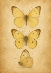 Πίνακας σε Καμβά VINTAGE DARK ACADEMIA BUTTERFLIES 5