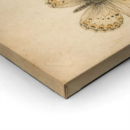 Πίνακας σε Καμβά VINTAGE DARK ACADEMIA BUTTERFLIES 7 - Vintage Sticky 1