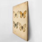 Πίνακας σε Καμβά VINTAGE DARK ACADEMIA BUTTERFLIES 7