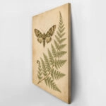 Πίνακας σε Καμβά VINTAGE DARK ACADEMIA BUTTERFLY AND FERN