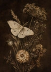 Πίνακας σε Καμβά VINTAGE DARK ACADEMIA MOTH