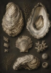 Πίνακας σε Καμβά VINTAGE DARK ACADEMIA OYSTERS