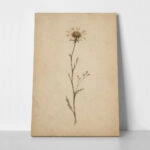 Πίνακας σε Καμβά VINTAGE DARK ACADEMIA PLANT 15