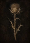 Πίνακας σε Καμβά VINTAGE DARK ACADEMIA PLANT 16