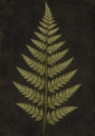 Πίνακας σε Καμβά VINTAGE DARK ACADEMIA PLANT 17