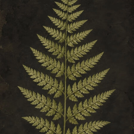 Πίνακας σε Καμβά VINTAGE DARK ACADEMIA PLANT 17 -  Sticky 5