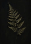 Πίνακας σε Καμβά VINTAGE DARK ACADEMIA PLANT 28
