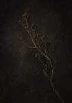 Πίνακας σε Καμβά VINTAGE DARK ACADEMIA PLANT 29