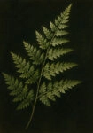 Πίνακας σε Καμβά VINTAGE DARK ACADEMIA PLANT 30