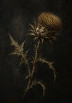 Πίνακας σε Καμβά VINTAGE DARK ACADEMIA PLANT 32