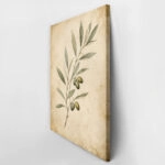 Πίνακας σε Καμβά VINTAGE DARK ACADEMIA PLANT 35