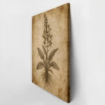 Πίνακας σε Καμβά VINTAGE DARK ACADEMIA PLANT 4