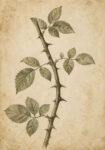 Πίνακας σε Καμβά VINTAGE DARK ACADEMIA THORNS