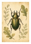 Poster VINTAGE DARK ACADEMIA BEETLE